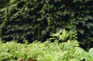 Hedging